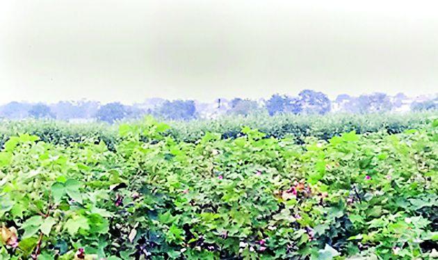 Rain clouds on cotton, soybean crops | कपाशी, सोयाबीन पिकावर पावसाचे ढग Rain clouds on cotton, soybean crops | कपाशी, सोयाबीन पिकावर पावसाचे ढग