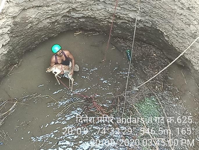 Surviving the antelope that fell into the well | विहिरीत पडलेल्या काळविटाला जीवदान Surviving the antelope that fell into the well | विहिरीत पडलेल्या काळविटाला जीवदान