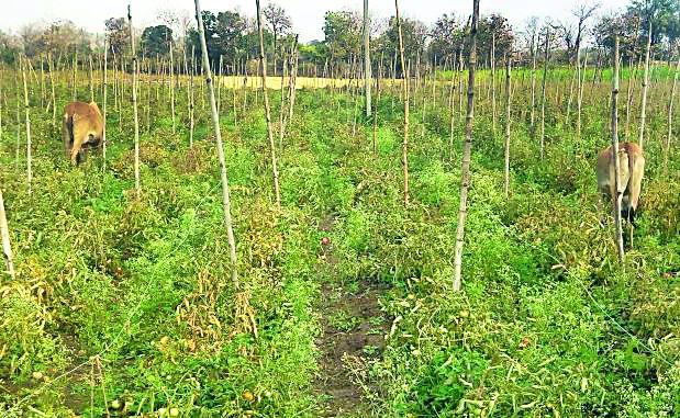 The cattle left in the vegetable fields | भाजीपाल्याच्या शेतात सोडली गुरे The cattle left in the vegetable fields | भाजीपाल्याच्या शेतात सोडली गुरे