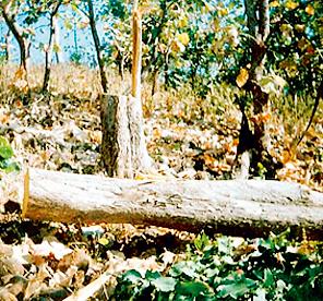 Smugglers free in Pusad forest | पुसद जंगलात तस्करांचा मुक्तसंचार Smugglers free in Pusad forest | पुसद जंगलात तस्करांचा मुक्तसंचार