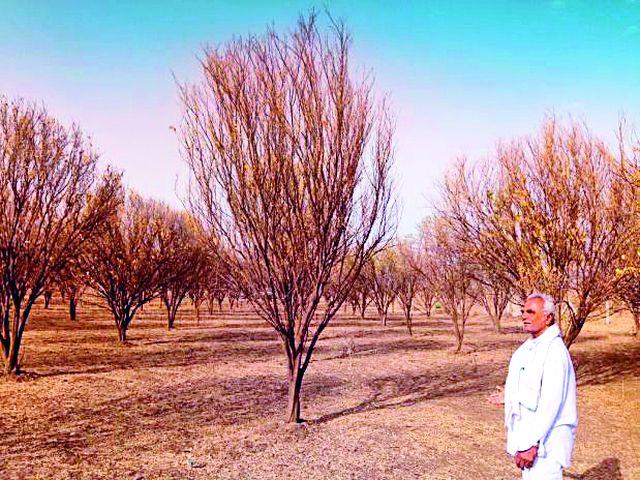 Horticultural Desert | फळबागांचे झाले वाळवंट