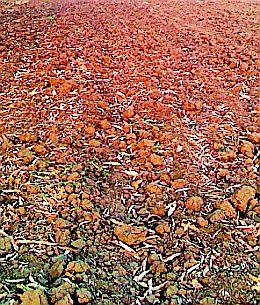 Time to sell fertile soil to farmers | शेतकऱ्यांवर सुपीक माती विकण्याची वेळ Time to sell fertile soil to farmers | शेतकऱ्यांवर सुपीक माती विकण्याची वेळ