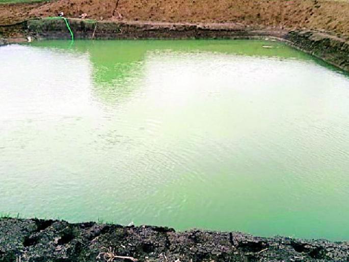 Cultivation of crops from irrigation | शेततळ्याच्या सिंचनातून पिकांना संजीवनी Cultivation of crops from irrigation | शेततळ्याच्या सिंचनातून पिकांना संजीवनी