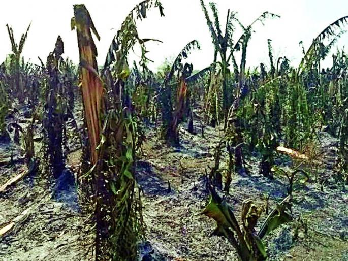 Three acres of banana firefighters of fire | साडेतीन एकर केळी आगीच्या भक्ष्यस्थानी Three acres of banana firefighters of fire | साडेतीन एकर केळी आगीच्या भक्ष्यस्थानी