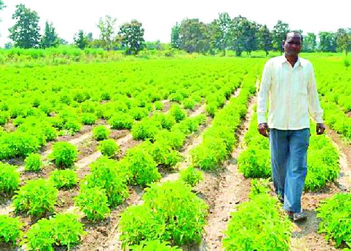 'Vikasganga' reached the field due to social workers | सामाजिक कार्यकर्त्यांमुळे शेतात पोहोचली ‘विकासगंगा’