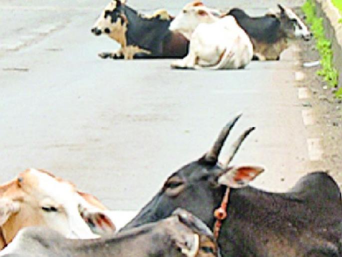 Main roads in Yavatmal city for vehicles or animals? | यवतमाळ शहरातील मुख्य रस्ते वाहनांसाठी की जनावरांसाठी? Main roads in Yavatmal city for vehicles or animals? | यवतमाळ शहरातील मुख्य रस्ते वाहनांसाठी की जनावरांसाठी?