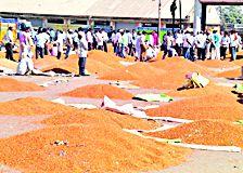 In the grower producer's troubles at the kayamimol rate | कवडीमोल दराने तूर उत्पादक संकटात