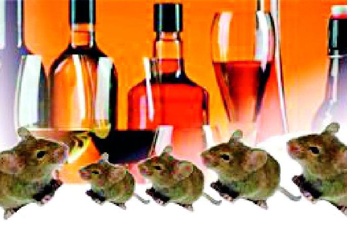 The rats destroyed two lakh liters of alcohol | उंदरांनी केली दोन लाखांची दारू नष्ट The rats destroyed two lakh liters of alcohol | उंदरांनी केली दोन लाखांची दारू नष्ट