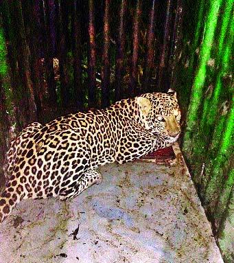 Leopard marsh in Nalwadi Shivar | नळवाडी शिवारात बिबट्या जेरबंद Leopard marsh in Nalwadi Shivar | नळवाडी शिवारात बिबट्या जेरबंद