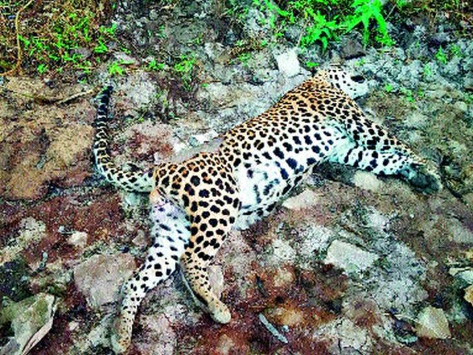  Dagger killed in the foothills of the train | आडगावला वाहनाच्या धडकेत बिबट्या ठार