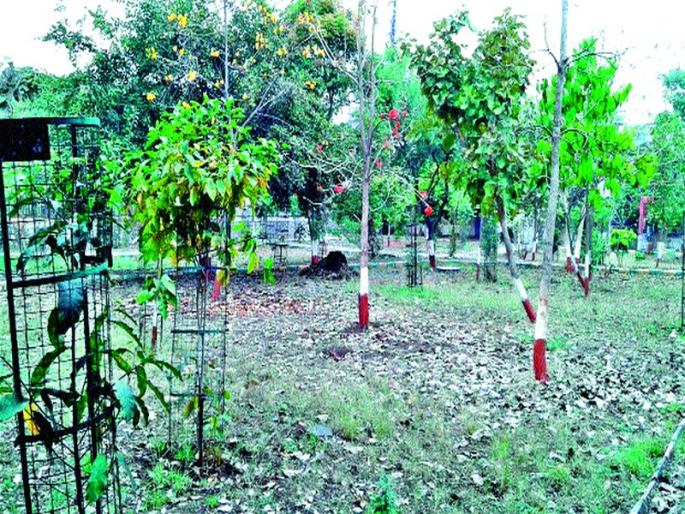 In the six areas of the city, Deewari will be given the place | शहरातील सहा विभागांत ‘देवराई’च्या जागा निश्चित In the six areas of the city, Deewari will be given the place | शहरातील सहा विभागांत ‘देवराई’च्या जागा निश्चित