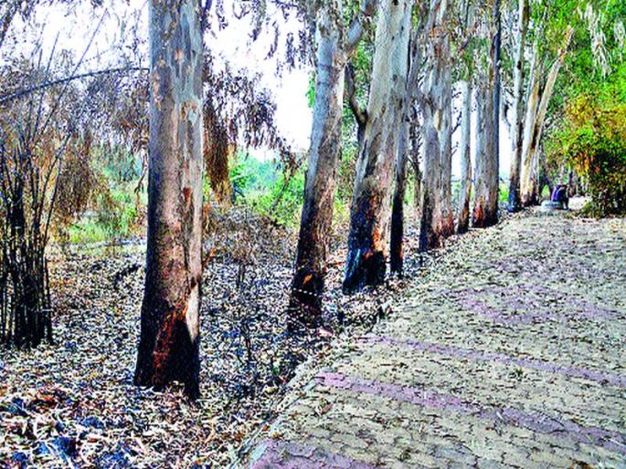 83 Bundes of trees burned | ८३ झाडांचे बुंधे जाळले