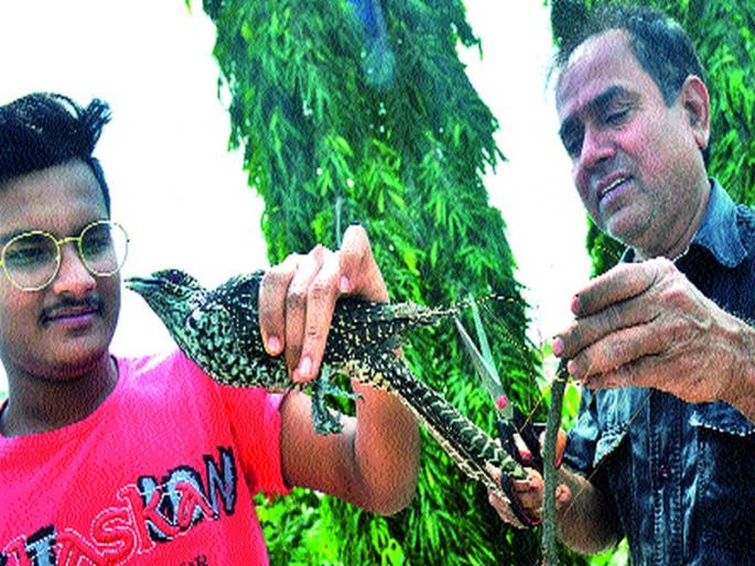 The coconut fossil fishes | कोकीळ पक्ष्याला बसला मांजाचा फास The coconut fossil fishes | कोकीळ पक्ष्याला बसला मांजाचा फास
