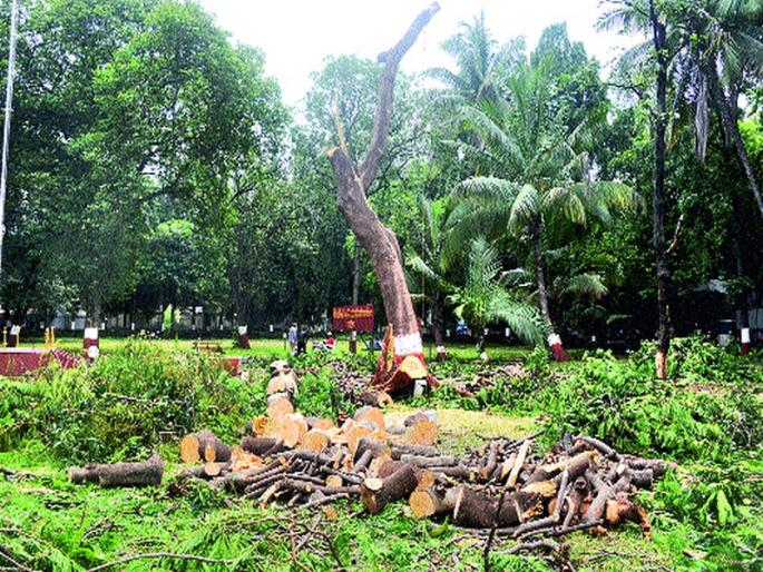 Secretly cut trees in the Collector's Office on the holidays | सुटीच्या दिवशी जिल्हाधिकारी कार्यालयात गुपचूप वृक्षतोड Secretly cut trees in the Collector's Office on the holidays | सुटीच्या दिवशी जिल्हाधिकारी कार्यालयात गुपचूप वृक्षतोड