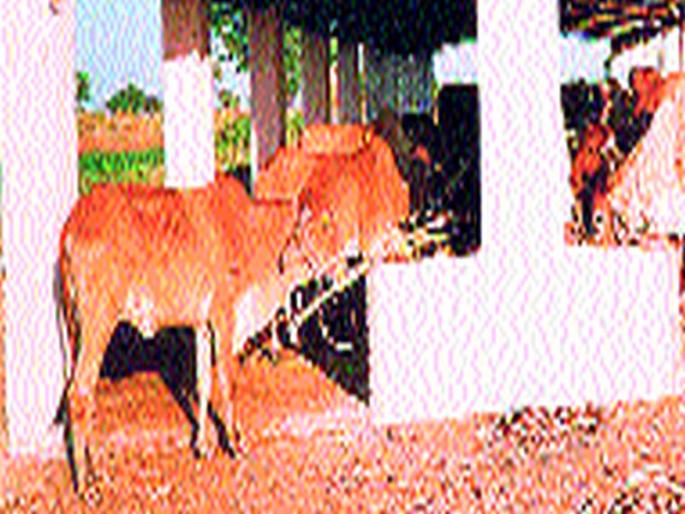 Animal Husbandry Officers Will Flour | पशुसंवर्धनच्या अधिकाऱ्यांची होणार झाडाझडती Animal Husbandry Officers Will Flour | पशुसंवर्धनच्या अधिकाऱ्यांची होणार झाडाझडती