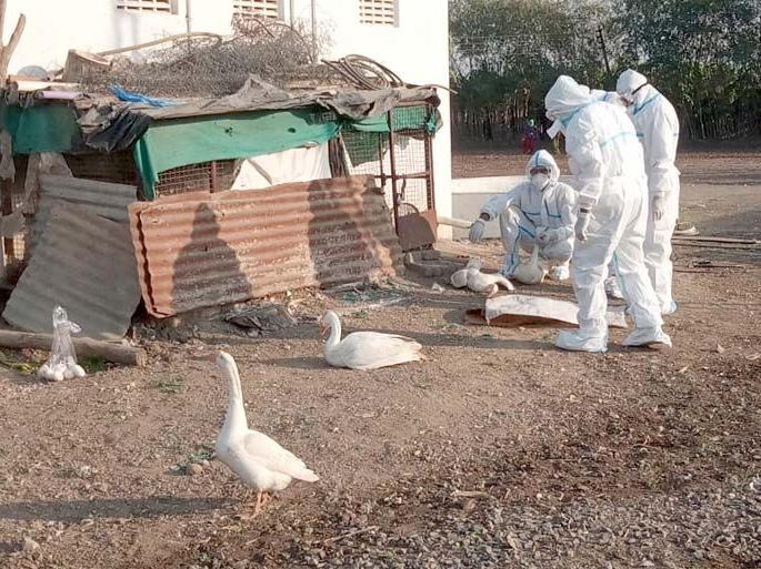 Outbreak of bird flu in Wardha district; Pawanar's dead duck report positive | वर्धा जिल्ह्यात बर्ड फ्लूचा शिरकाव; पवनारच्या मृत बदकाचा अहवाल पॉझिटिव्ह Outbreak of bird flu in Wardha district; Pawanar's dead duck report positive | वर्धा जिल्ह्यात बर्ड फ्लूचा शिरकाव; पवनारच्या मृत बदकाचा अहवाल पॉझिटिव्ह