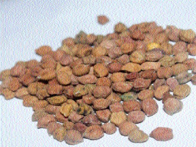 Stock Market Merchandise | हरभरा घसरल्याने स्टॉकिस्ट व्यापाऱ्यांचा आतबट्टा