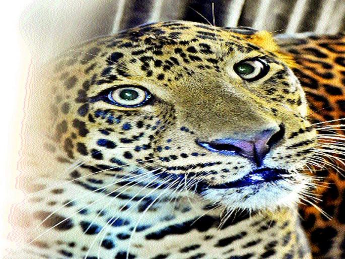 The leopard attack on the former Sarpanch | माजी सरपंचावर बिबट्याचा हल्ला
