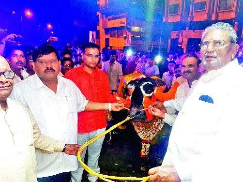 Pruning procession of bellipatipadamita | बलिप्रतिपदेनिमित्ताने रेड्यांची मिरवणूक Pruning procession of bellipatipadamita | बलिप्रतिपदेनिमित्ताने रेड्यांची मिरवणूक