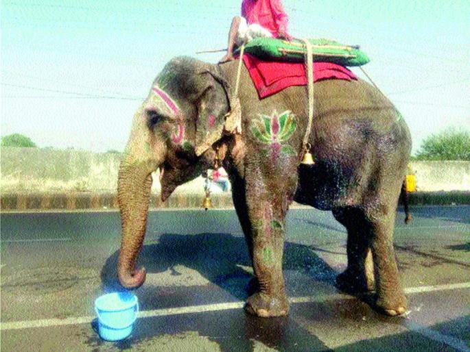  Assam's doctor will treat 'Gajalakshmi' | आसामचे डॉक्टर करणार ‘गजलक्ष्मी’वर उपचार