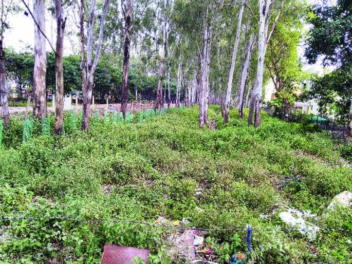 Jogging tracks hide the carrot | जॉगिंग ट्रॅक लपला गाजरगवतात  Jogging tracks hide the carrot | जॉगिंग ट्रॅक लपला गाजरगवतात