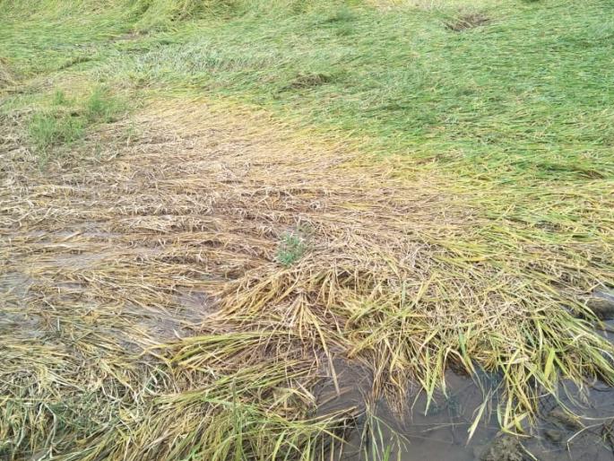Sale of 12,695 quintals of paddy by farmers in the district | जिल्ह्यात १२,६९५ क्विंटल भाताची शेतकऱ्यांकडून विक्री Sale of 12,695 quintals of paddy by farmers in the district | जिल्ह्यात १२,६९५ क्विंटल भाताची शेतकऱ्यांकडून विक्री