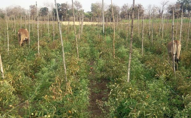 The farmers of Yavatmal district have left the cattle in the field | यवतमाळ जिल्ह्यातील शेतकऱ्यांनी सोडली भाजीपाला शेतात गुरे The farmers of Yavatmal district have left the cattle in the field | यवतमाळ जिल्ह्यातील शेतकऱ्यांनी सोडली भाजीपाला शेतात गुरे