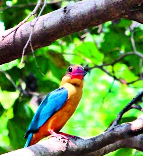 Stock build Kingfisher found on Telangkhedi lake in Nagpur | नागपुरातील तेलंगखेडी तलावावर आढळला ‘स्टॉक बिल्ड किंगफिशर’