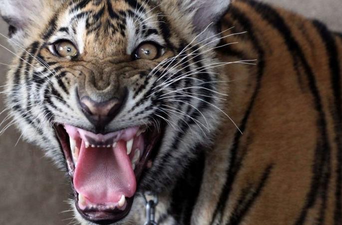 A tiger landed in house in Chandrapur district | चंद्रपूर जिल्ह्यात बाम्हणी येथील घरात वाघाने मांडले ठाण A tiger landed in house in Chandrapur district | चंद्रपूर जिल्ह्यात बाम्हणी येथील घरात वाघाने मांडले ठाण