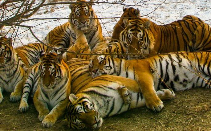 Over flow of Tigers in Chandrapur ; corridor of tigers in Vidarbha | चंद्रपूर येथे वाघांची संख्या ‘ओव्हर फ्लो’; विदर्भात वाघांचा कॉरिडॉर