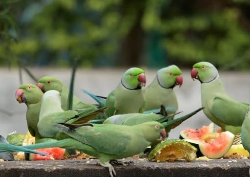 In Gadchiraeli city, pigeons and pigeons are also affected | बर्ड फ्ल्यू ; गडचिराेली शहरात काेंबड्यांसह पाेपट, कबुतरांवरही संक्रांत In Gadchiraeli city, pigeons and pigeons are also affected | बर्ड फ्ल्यू ; गडचिराेली शहरात काेंबड्यांसह पाेपट, कबुतरांवरही संक्रांत