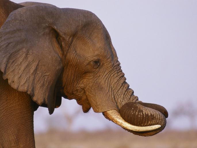 Injured in elephant attack in Yavatmal district | यवतमाळ जिल्ह्यात हत्तीच्या हल्ल्यात शेतमजूर जखमी Injured in elephant attack in Yavatmal district | यवतमाळ जिल्ह्यात हत्तीच्या हल्ल्यात शेतमजूर जखमी