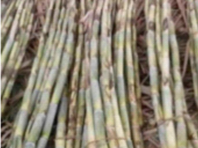 1 lakh 70 thousand tons of sugarcane will be crushed in the coming season | येत्या हंगामात १ लाख ७० हजार टन उसाचे गाळप होणार 1 lakh 70 thousand tons of sugarcane will be crushed in the coming season | येत्या हंगामात १ लाख ७० हजार टन उसाचे गाळप होणार