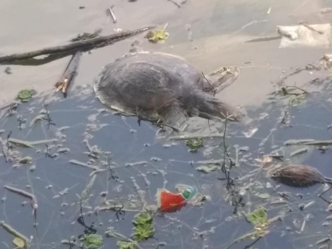 Death of turtles in Kotitirtha lake | कोटीतीर्थ तलावात कासवांचा मृत्यू Death of turtles in Kotitirtha lake | कोटीतीर्थ तलावात कासवांचा मृत्यू