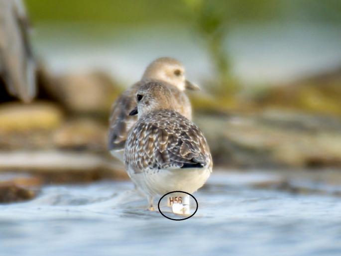 A sparrow of the species 'Spanish Sparrow' completed the journey from Mumbai to Kazakhstan in 81 days | मुंबईतून चिमणी केली टॅग; अवघ्या ८१ दिवसांत गाठले कझाकिस्तान! A sparrow of the species 'Spanish Sparrow' completed the journey from Mumbai to Kazakhstan in 81 days | मुंबईतून चिमणी केली टॅग; अवघ्या ८१ दिवसांत गाठले कझाकिस्तान!