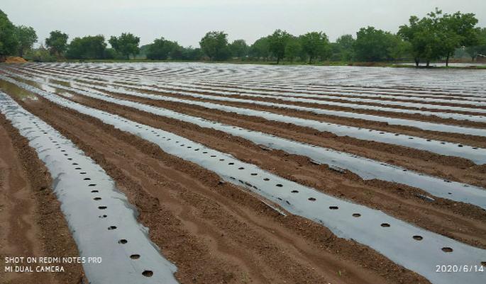 Two intercrops at the same time with the help of drip on mulching paper | मल्चिंग पेपरवर ड्रिपच्या सहाय्याने एकाच वेळेस दोन आंतरपिके Two intercrops at the same time with the help of drip on mulching paper | मल्चिंग पेपरवर ड्रिपच्या सहाय्याने एकाच वेळेस दोन आंतरपिके