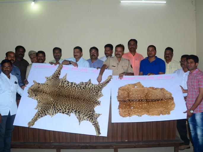 Three people arrested in Thane with lewd and smuggler woman | ठाण्यात बिबटया आणि हरणाच्या कातडीची तस्करी करणा-या महिलेसह तिघांना अटक Three people arrested in Thane with lewd and smuggler woman | ठाण्यात बिबटया आणि हरणाच्या कातडीची तस्करी करणा-या महिलेसह तिघांना अटक