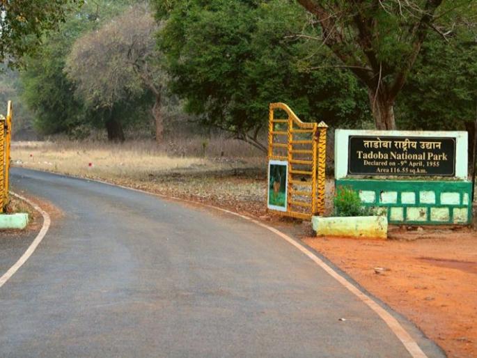 320 tourists visit the Tadoba Tiger Reserve on the first day | ताडोबा व्याघ्र प्रकल्पात पहिल्याच दिवशी ३२० पर्यटकांची जंगल भ्रमंती 320 tourists visit the Tadoba Tiger Reserve on the first day | ताडोबा व्याघ्र प्रकल्पात पहिल्याच दिवशी ३२० पर्यटकांची जंगल भ्रमंती