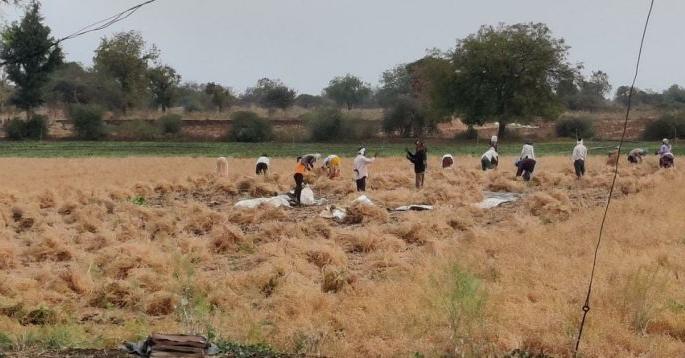 The arrival of unseasonal rains; Wheat growers worried | अवकाळी पावसाचे आगमन; गहू, हरभरा उत्पादक चिंतेत