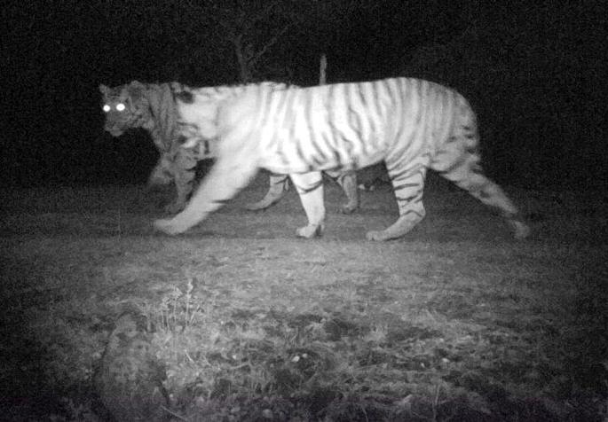 Tigers found at Linga, Karvar, Ekalvir Panchctrashit of Satpuda | सातपुड्याच्या कुशीतील लिंगा, करवार, एकलविहीर पंचक्रोशीत वाघांचे वास्तव्य Tigers found at Linga, Karvar, Ekalvir Panchctrashit of Satpuda | सातपुड्याच्या कुशीतील लिंगा, करवार, एकलविहीर पंचक्रोशीत वाघांचे वास्तव्य