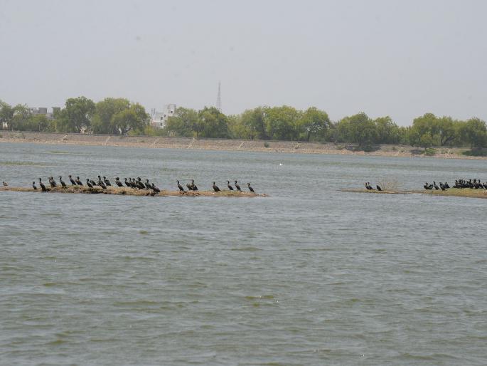 Biodiversity flourished in Mehrun Lake | मेहरूण तलावातील जैव विविधता बहरली Biodiversity flourished in Mehrun Lake | मेहरूण तलावातील जैव विविधता बहरली