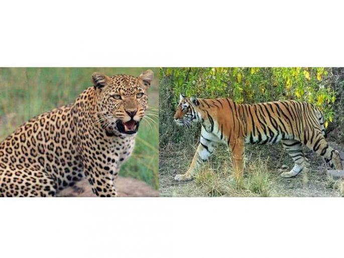 Nine tigers and leopards die in Gadchiroli in three years | गडचिरोली जिल्ह्यात तीन वर्षांत नऊ वाघ-बिबट्यांचा मृत्यू Nine tigers and leopards die in Gadchiroli in three years | गडचिरोली जिल्ह्यात तीन वर्षांत नऊ वाघ-बिबट्यांचा मृत्यू