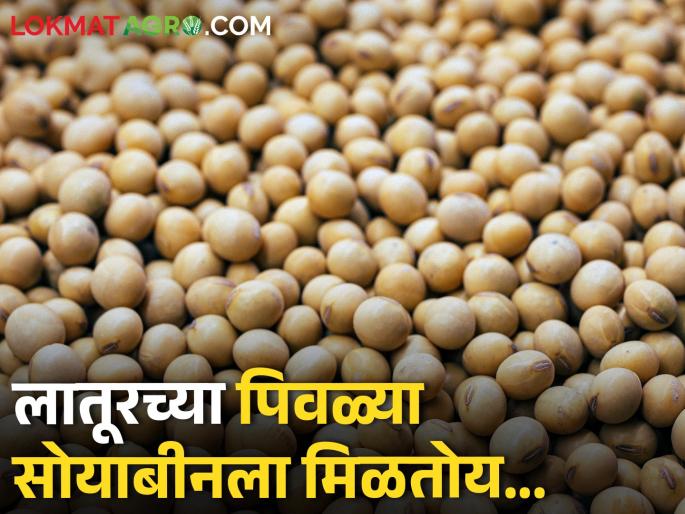 Soybean market: The market price of yellow soybeans of Latur, what is the situation in other places? | soybean market:लातूरच्या पिवळ्या सोयाबीनला मिळतोय असा बाजारभाव, उर्वरित ठिकाणी काय स्थिती? Soybean market: The market price of yellow soybeans of Latur, what is the situation in other places? | soybean market:लातूरच्या पिवळ्या सोयाबीनला मिळतोय असा बाजारभाव, उर्वरित ठिकाणी काय स्थिती?