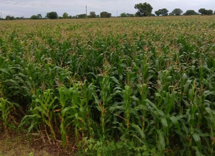 Thousands of hectares of crops are in danger | हजारो हेक्टरवरील पिके धोक्यात Thousands of hectares of crops are in danger | हजारो हेक्टरवरील पिके धोक्यात