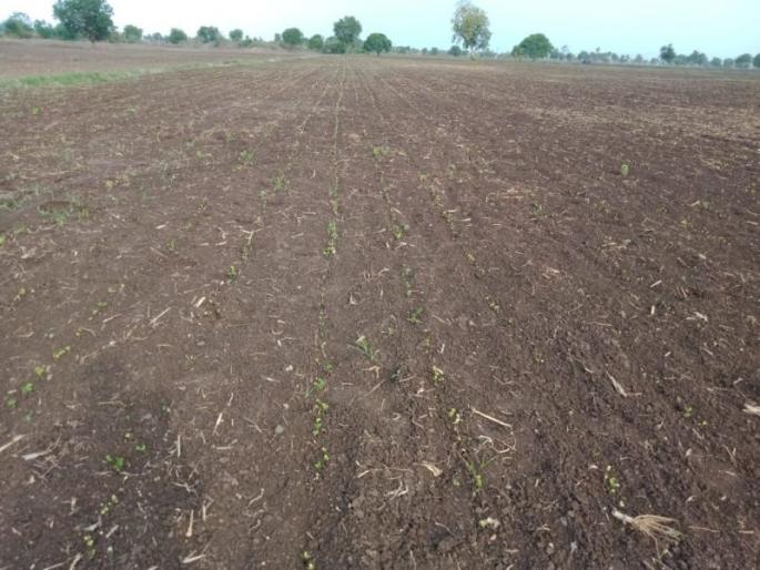 Soybean not germinate on 103 hectares in Akola district! | अकोला जिल्ह्यात १०३ हेक्टरवर उगवले नाही सोयाबीन! Soybean not germinate on 103 hectares in Akola district! | अकोला जिल्ह्यात १०३ हेक्टरवर उगवले नाही सोयाबीन!