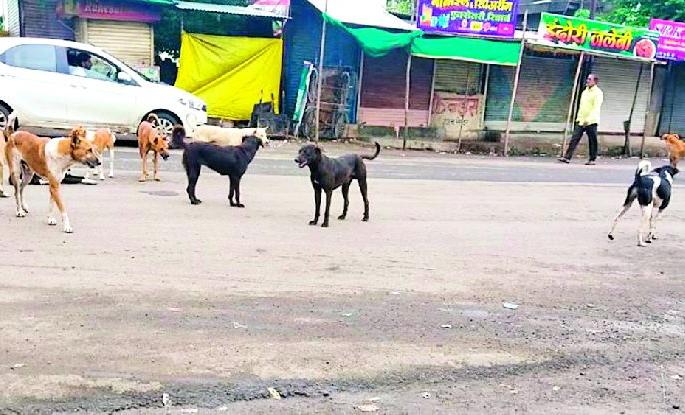 Stray dogs roam the city | बेवारस श्वानांचा शहरात सुळसुळाट