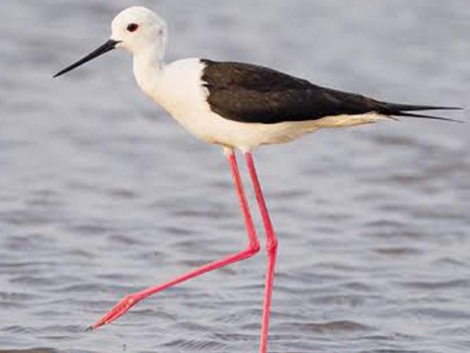 Black wing stilt is traveling from Vidarbha | ऑस्ट्रेलियन शेकाट्याचा विदर्भातून प्रवास; महाराष्ट्रात प्रथमच नोंद Black wing stilt is traveling from Vidarbha | ऑस्ट्रेलियन शेकाट्याचा विदर्भातून प्रवास; महाराष्ट्रात प्रथमच नोंद