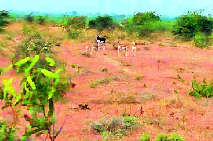 Wildlife risk in Lontech area | लोणटेक परिसरात वन्यप्राण्यांना धोका Wildlife risk in Lontech area | लोणटेक परिसरात वन्यप्राण्यांना धोका