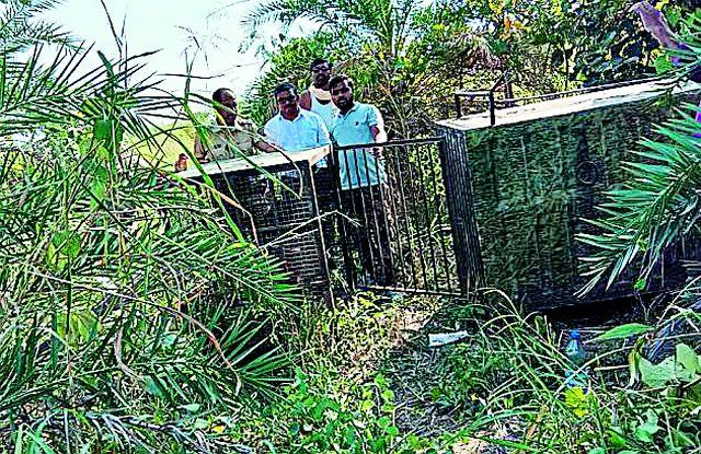 The attack on the slaughtered caravan was carried out in Anjansingh area | शिदोडीत वासरावर हल्ला अंजनसिंगी भागात वावर The attack on the slaughtered caravan was carried out in Anjansingh area | शिदोडीत वासरावर हल्ला अंजनसिंगी भागात वावर