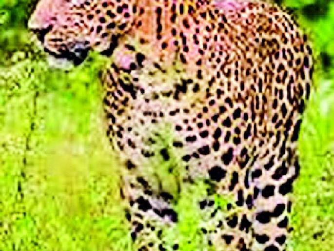 In the university, the male and female leopard with a calf muscle | विद्यापीठात नर, मादी बिबट्यासह बछड्याचा वावर In the university, the male and female leopard with a calf muscle | विद्यापीठात नर, मादी बिबट्यासह बछड्याचा वावर
